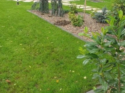 Hoții au furat arbuștii ornamentali din noul parc Bujor Buda