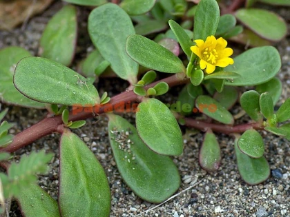 IARBA GRASĂ UN VERITABIL ALIMENT NATURAL