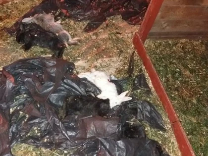 Iepuraşii din faţa Primăriei Arad au fost ucişi de câinii fără stăpân