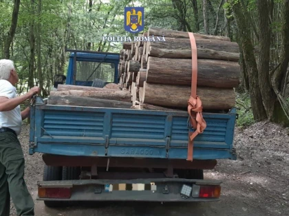 Ilegalități în domeniul silvic, la Ineu și Sebiș