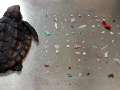 Imaginea care a stârnit revoltă. Un pui de țestoasă a murit după ce a înghițit 104 bucăți de plastic