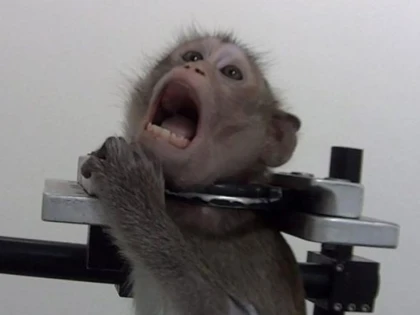 Imagini cumplite într-un laborator de testare. Chinurile la care sunt supuse animalele