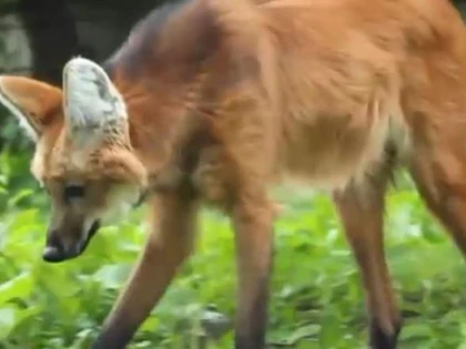 În fiecare an, pe Terra sunt descoperite noi specii de animale uimitoare