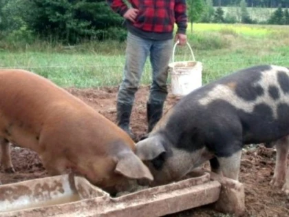 În județ avem, în medie, câte două animale domestice aferente fiecărui arădean