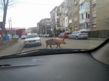 În timp ce Falcă anunţa curăţenia de primăvară, porcii făceau legea în Alfa