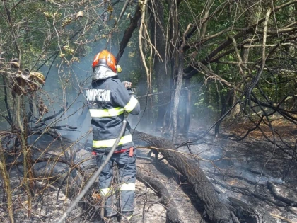 Incendiu de vegetație în comuna Hălmagiu. Intervenția pompierilor a salvat pădurea din zonă