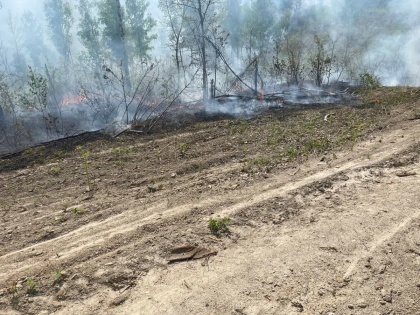 Incendiu între localitățile Dulcele și Zimbru. Intervenția pompierilor a evitat extinderea flăcărilor la pădurea din apropiere