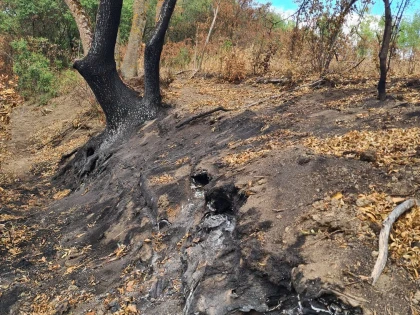 Incendiu subteran în albia secată a Mureșului Mort. Focarele afectează habitatul natural din Parcul Natural Lunca Mureșului