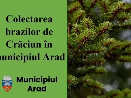 Începe colectarea brazilor naturali în municipiul Arad