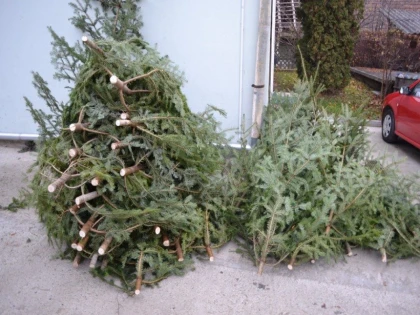 Începe colectarea brazilor naturali, rămași după sărbători, în municipiul Arad