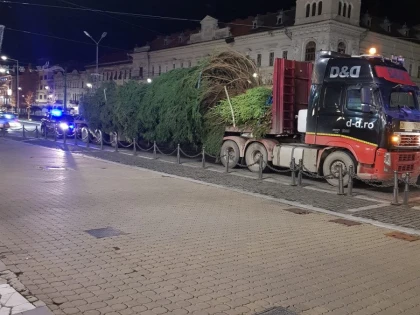 Incompetentul Bibarț și-a (re)găsit adevărata menire: a adus (primul) brad de Crăciun
