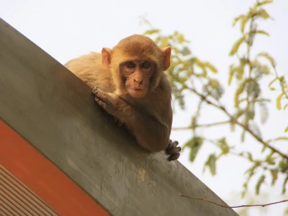 India: Doi bărbaţi au fost arestaţi după furturi cu ajutorul maimuţelor