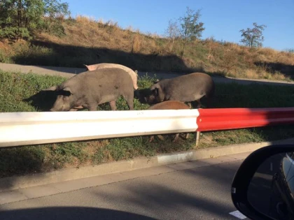 Inedit. Porcii din Alfa au ieşit pe străzi de Zilele Aradului