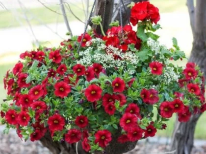 ÎNGRIJIREA FLORILOR ÎN GHIVECI