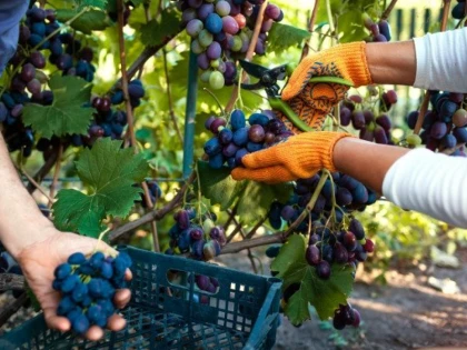 ITM Arad face verificări la beneficiarii care utilizează munca zilierilor