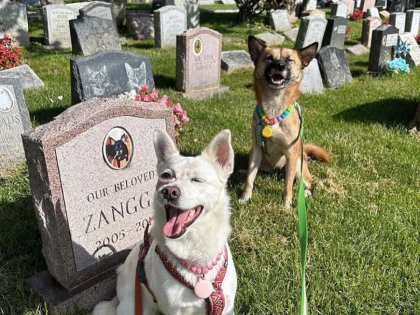 Iubitorii de animale din Arad vor cimitire pentru patrupede