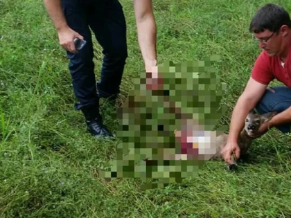 Jandarmii arădeni au salvat un pui de căprioară, care zăcea rănit într-un șanț pe DN79 A