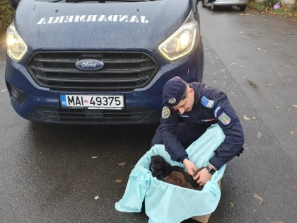 Jandarmul Ionuţ Ilie a salvat opt căţeluşi