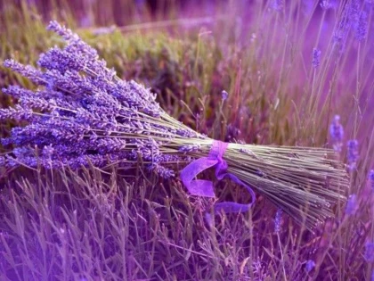 Lavanda și insomnia