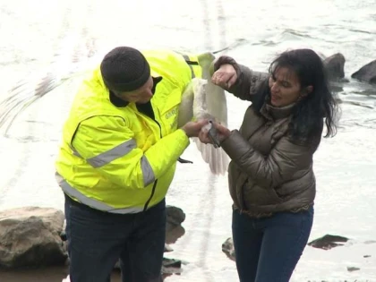 Lebădă rănită, salvată de Garda de Mediu