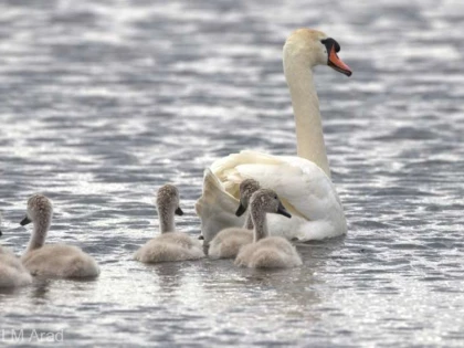 Lebede stabilite pe Lacul Homoc, atacate de localnici. Autoritățile, solicitate să intervină