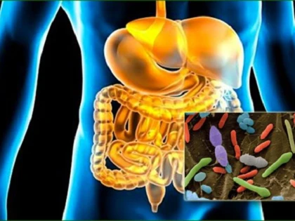LEGATURA DINTRE BACTERIILE INTESTINALE SI OBEZITATE