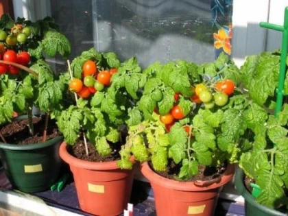 Legume pe care le poți crește în casă
