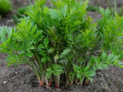 LEUȘTEANUL, MAI MULT DECÂT O PLANTĂ AROMATICĂ