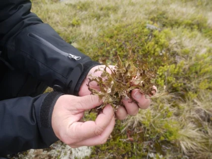 Lichenii de piatră, un remediu natural contra tusei