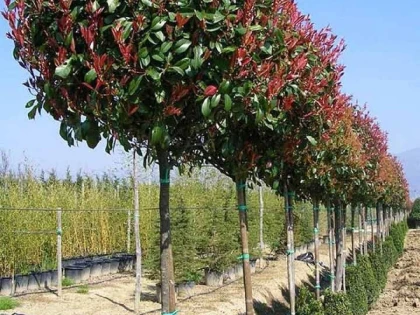 Locuitorii cartierului Gai „gândesc verde" și invită arădenii la plantat de copaci