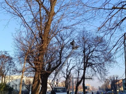 Lucrări de toaletare a arborilor pe Bulevardul Vasile Milea – Recomandări pentru participanții la trafic