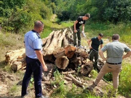 Lupul, paznic la oi: un angajat al unui canton silvic din zona Săvârșin a furat 25 de arbori