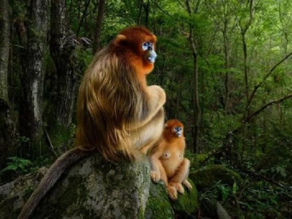 ''Maimuţe holbându-se'', protagonistele imaginii câștigătoare la ”Wildlife Photographer of the Year”