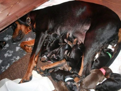 MAMA EROINA DIN ARAD: O CATELUSA CIOBANESC ELVETIAN A ADUS PE LUME 14 PUI