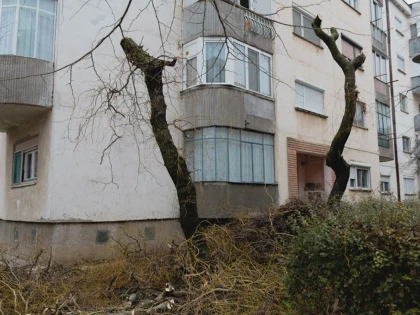 Mare curățenie mare! O nouă ”toaletare”, aceeași mare ciuntire a copacilor din Arad