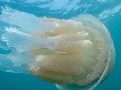 Marea Britanie se confruntă cu un val de meduze gigantice