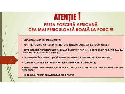 Măsuri luate de Prefectura Arad pentru împiedicarea proliferării pestei porcine africane