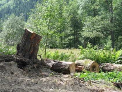 Măsuri pentru combaterea tăierilor ilegale de păduri