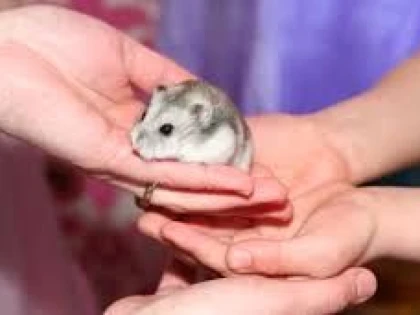 METODA ALTERNATIVĂ CARE AR PUTEA FACE CA TESTELE PE ANIMALE SĂ DEVINĂ ISTORIE