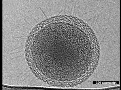METODA EFICIENTA DE A UCIDE BACTERIILE PREZENTE LA NIVELUL STOMACULUI