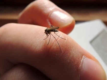 Metode naturale de a ține țânțarii la distanță
