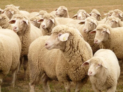 Mii de oi blocate în ferme din județul Arad, din cauza pestei micilor rumegătoare