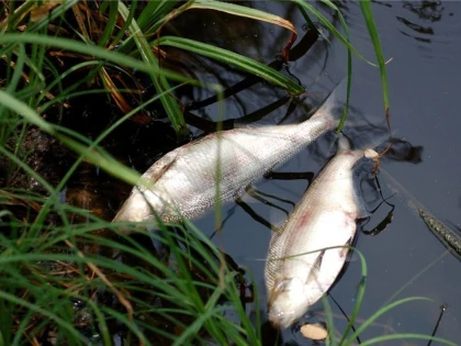 MII DE PESTI MORTI PE UN CANAL LA TURNU