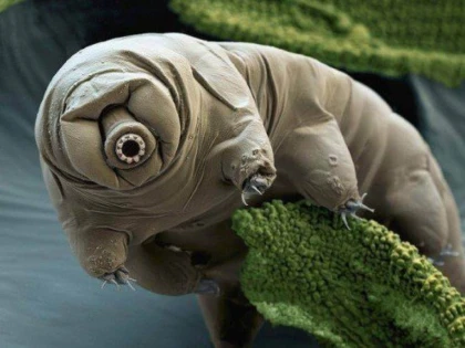 Mii de tardigrade, lăsate pe Lună de către sonda Israelului