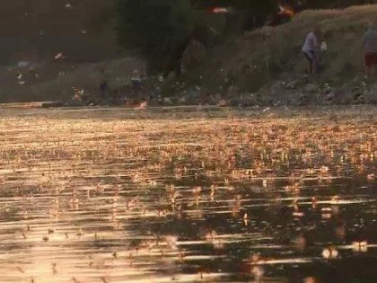 Milioane de efemeride au apărut pe malul Mureşului, la marginea municipiului Arad