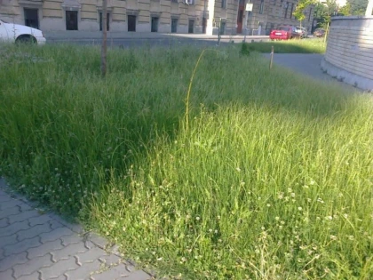 MILIOANE DE LEI PE SPATII VERZI, IARBA DE UN METRU IN CENTRUL ARADULUI