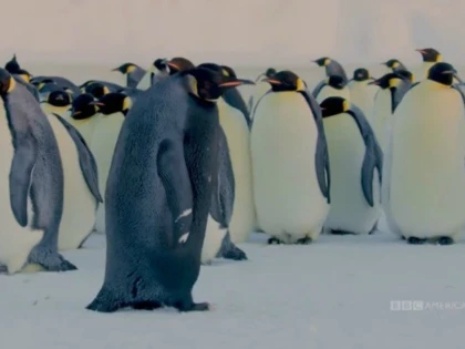 Milioane de pinguini sunt în pericol