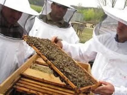 MINISTERUL AGRICULTURII PREGĂTEȘTE UN AJUTOR FINANCIAR PENTRU APICULTORI