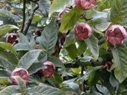 MOSMOANELE FRUCTE SANATOASE SI DE SEZON