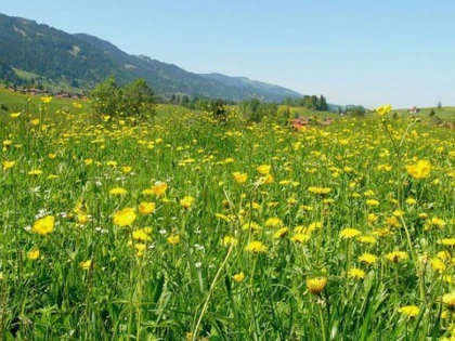 NATURA POATE FI VITALA PENTRU SANATATEA MINTALA A OAMENILOR